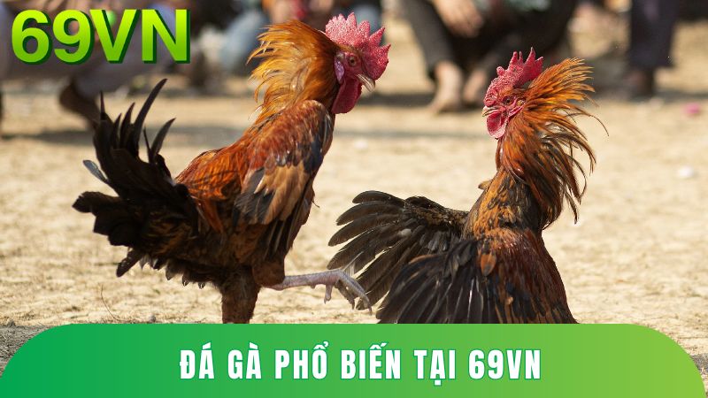 Đá gà phổ biến tại 69VN