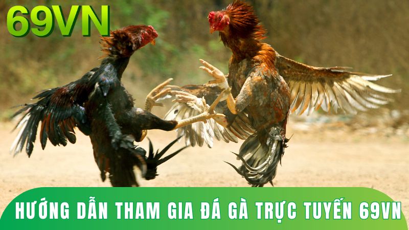 hướng dẫn tham gia đá gà trực tuyến 69VN