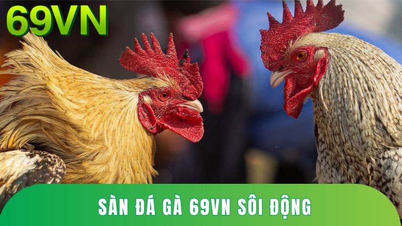 Sàn đá gà 69VN sôi động với hàng ngàn người chơi theo dõi.